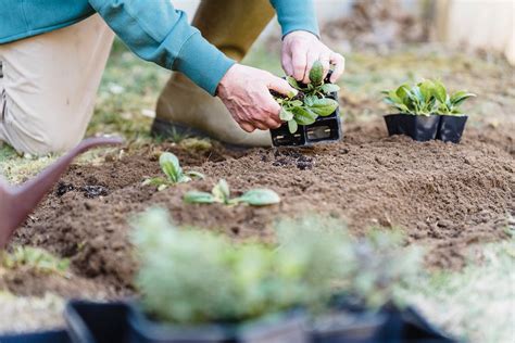 Crop gardener holding container with seedlings during planting · Free ...