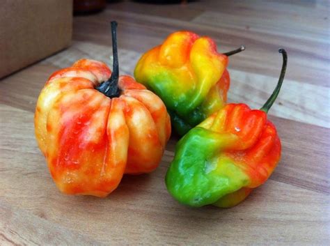 Trio Of Cheeky Scotch Bonnet Peppers Tabasco Pepper Chilli Pepper