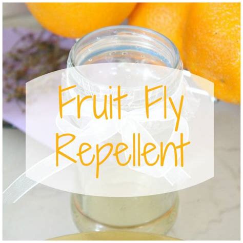 Make a Fruit Fly Repellent With Items from Your Kitchen! – Home and Garden