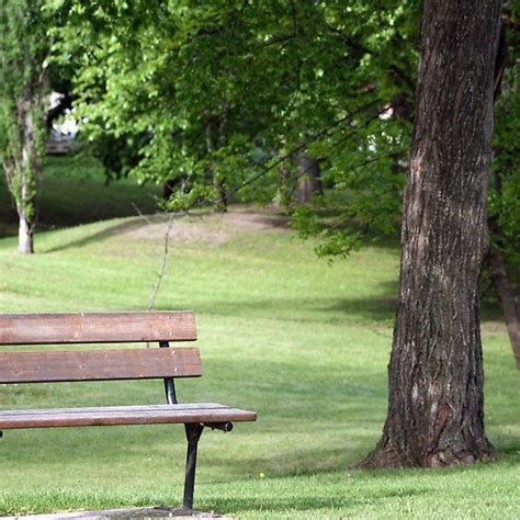 Wooden Bench in Park for Relaxing Outdoors