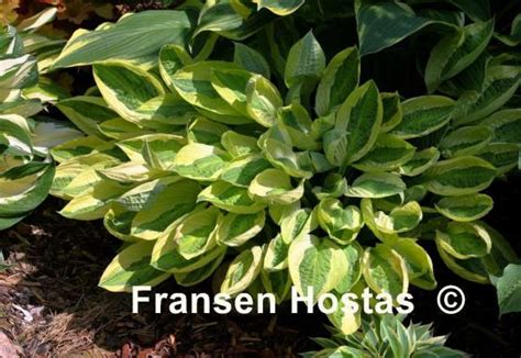 Hosta Yellow Polka Dot Bikini Fransen Hostas