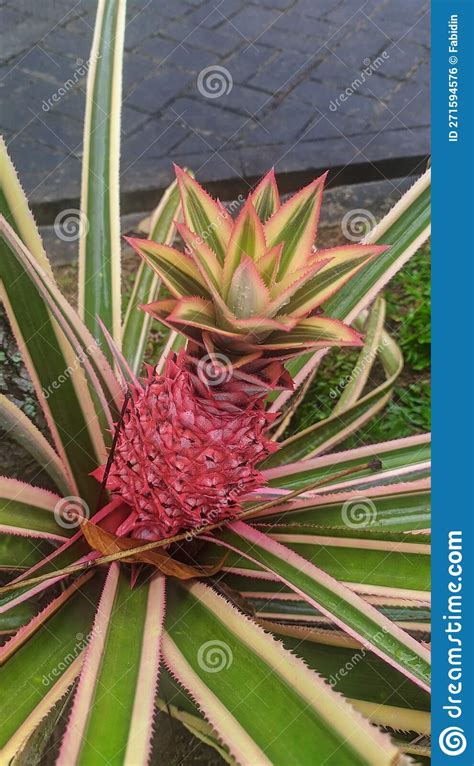 A Pink Pineapple That We Met At One Of The Tourist Attractions In The