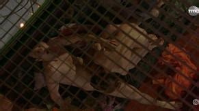 LOAN LAURE Nude AZNude