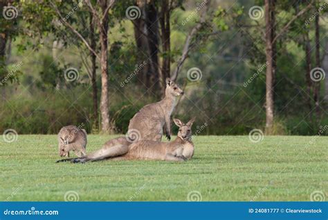 Eastern grey kangaroos stock image. Image of australia - 24081777