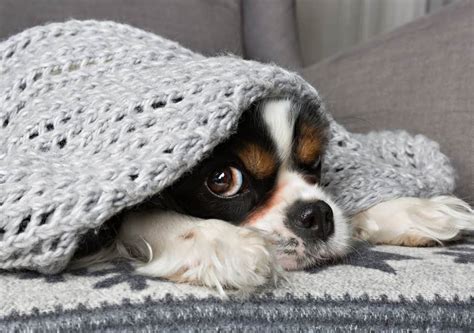 keeping pets safe  home home security solutions