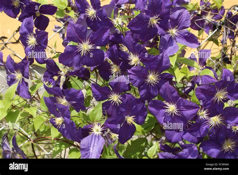Jackmanii clematis hi-res stock photography and images - Alamy