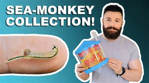 Channel Update Showing My Entire Sea Monkey Collection YouTube