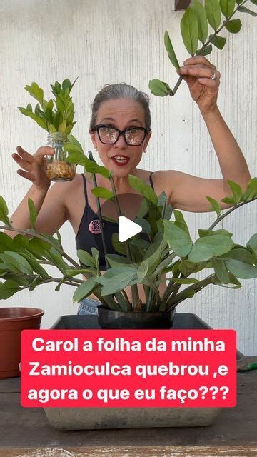 Casario On Instagram Se Acidentalmente Quebrou Uma Folha Da Sua