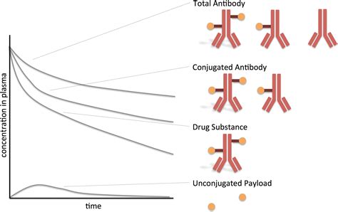 A Brief Introduction To Antibodydrug Conjugates For Toxicologic