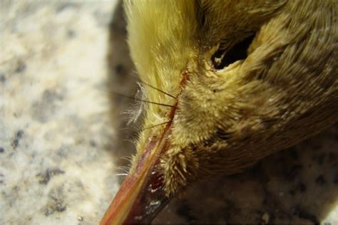 Types of Feathers on a Bird - Bird Feather Types, Parts and Anatomy