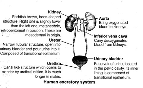 Excretory Products And Their Elimination Organs Functions