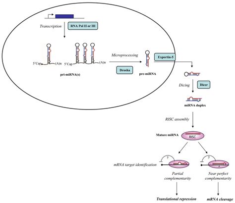 Recent Advance in Biosensors for microRNAs Detection in Cancer