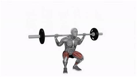 Barbell Full Squat Powerlifting Fitness Exercise Workout Animation Video Male Muscle Highlight