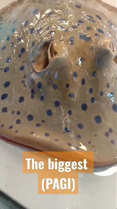 stingraypagithe biggest pagi   seafood stingray pagi youtube