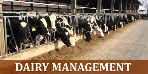 Dairy Management Dairy Farm Management Dairy Business Management