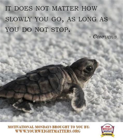 Funny Quotes About Turtles. QuotesGram