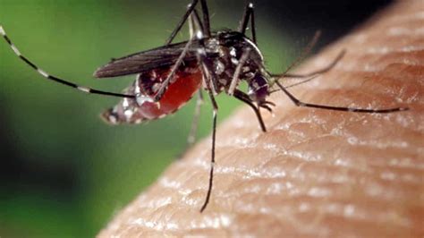 Virus West Nile Cos La Febbre Del Nilo Sintomi E Come Si Trasmette