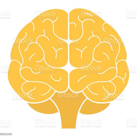 Pandangan Depan Otak Manusia Ilustrasi Vektor Desain Datar Ilustrasi