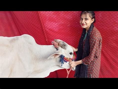 Last Day With My Cow Got Emotional Eid Ka Vlog Bhi Start Kadia I