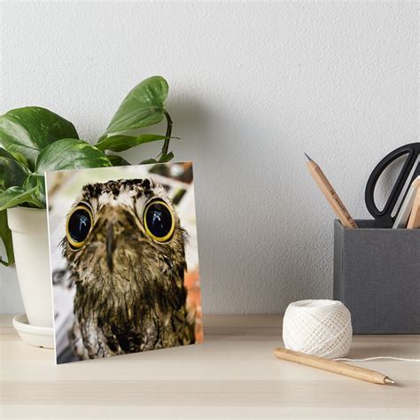 Wet Owl Meme Art Board Print For Sale By KaiZen Hush Redbubble