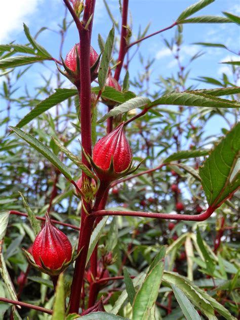 Vinagreira Hibiscus Sabdariffa L A Planta Da Vez