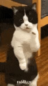 cat waving gifs tenor