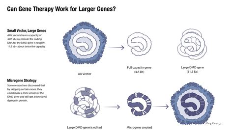 Micro Dystrophin A Small Gene With Big Promise Pediatrics Nationwide