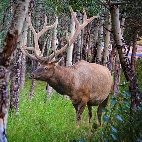 Охота в Белоруссии - охота и рыбалка в Беларуси цены 2022