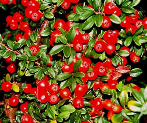 Кизильник Даммера Корал Бьюти Dammeri Coral Beauty. Продажа Кизильника ...