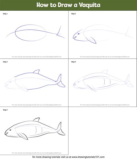 How To Draw A Vaquita Marine Mammals Step By Step