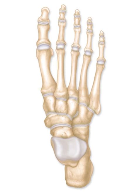 ankle anatomy diagram quizlet