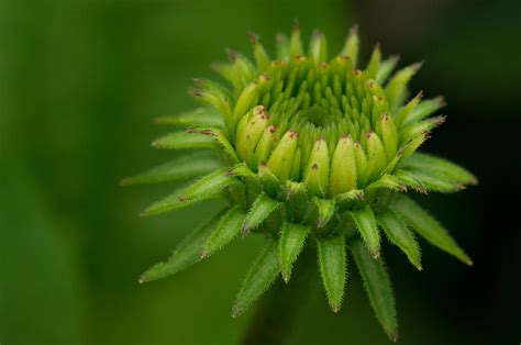 Echinacea Bud Photograph By Sarah Greenwell Pixels