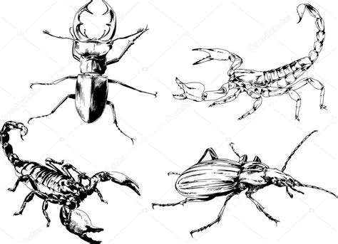 Dibujos Vectoriales Bocetos Insectos Diferentes Insectos Scorpions