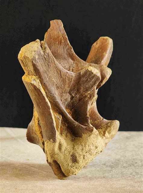 Dinosaur Bones D1 Pacific Geolab