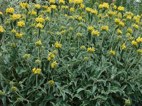 Phlomis Fruticosa Jerusalem Sage World Of Flowering Plants