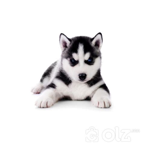 Хаскины гөлөг, Haskinii gulug