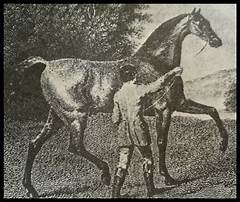 Thoroughbred Pedigree Query Experts Baffled By This Unexplainable Genetic Anomaly