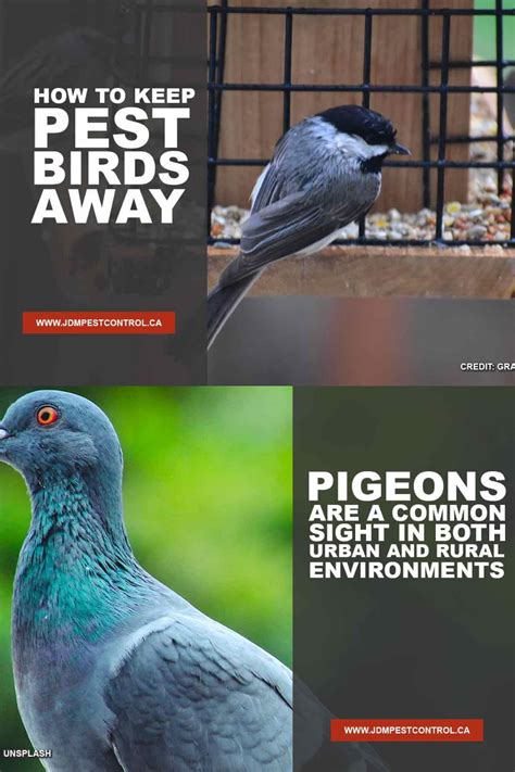 How To Get Rid Of Pigeons Overview Of All Available Solutions Artofit