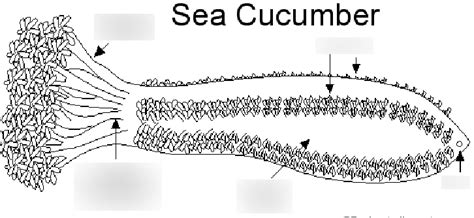 sea cucumber anatomy Diagram | Quizlet