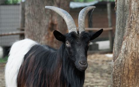 ВАЛЛІЙСЬКА ЧОРНОШИЯ КОЗА - FELDMAN-ECOPARK