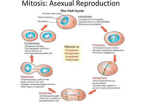 PPT - Protist Reproduction Methods PowerPoint Presentation, free
