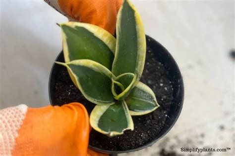 How Much Light Does A Snake Plant Need? (+Other Lighting Questions