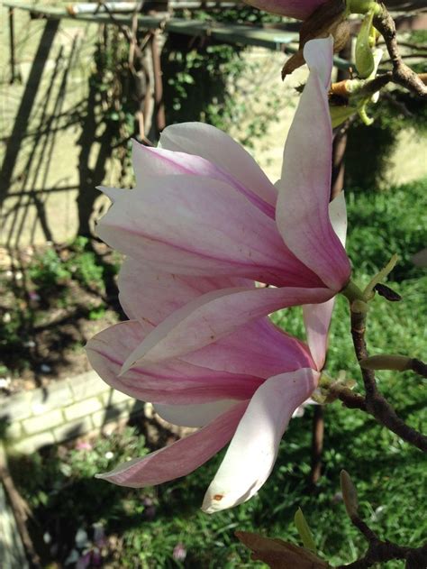 Manolya | Plants, Garden