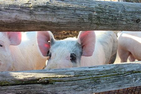 photo pig full grown farm mouth open farm animal country