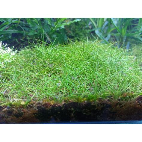 Jual Tanaman Aquascape Lempeng 10x10 Hairgrass Mini Tropica Tropika