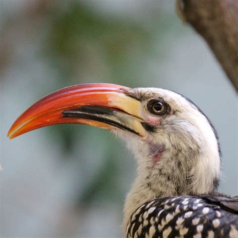 Red-Billed Hornbill | Tulsa Zoo