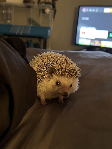New Babies Tattoo Rhedgehog