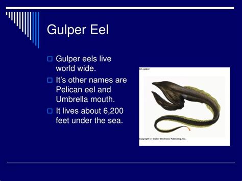 PPT - Gulper Eel PowerPoint Presentation - ID:6674929