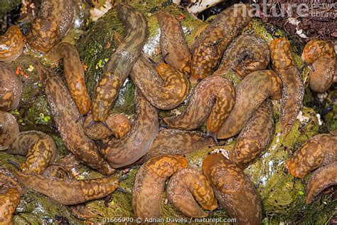 Stock Photo Of Yellow Slug Limax Flavus Taken At Night Inside Compost