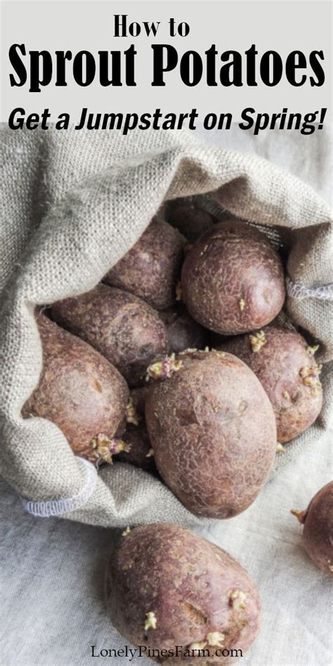 Sprouting (or chitting) potatoes is a great way to get a jump start on ...